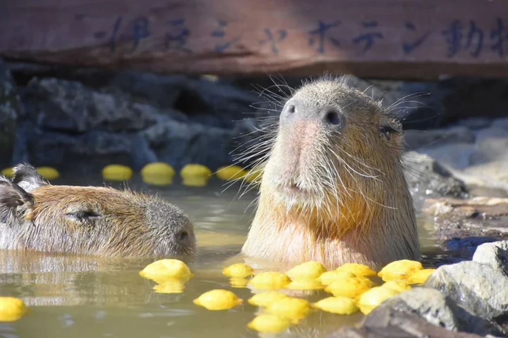 元祖カピバラの露天風呂【伊豆シャボテン動物公園】