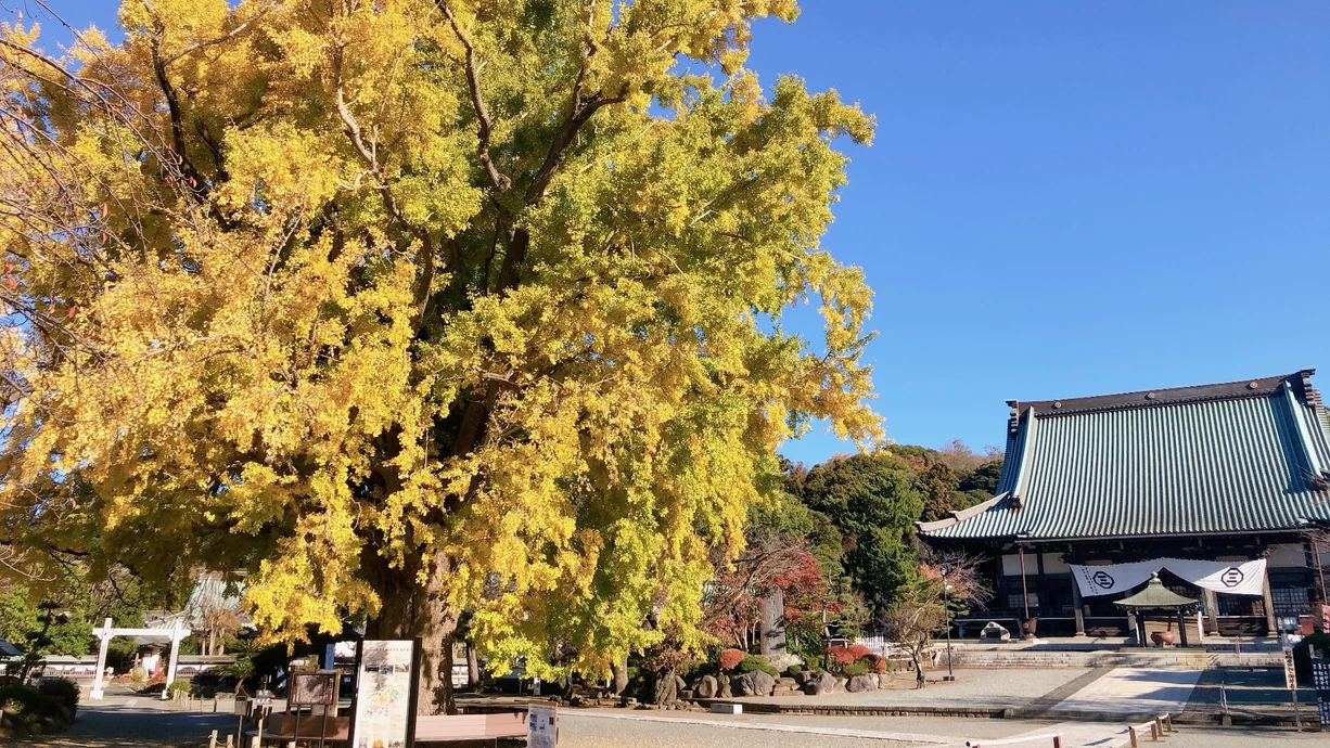 藤沢 遊行寺ライトアップ ～遊行の光～【遊行寺】