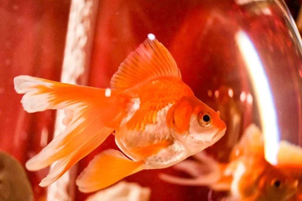 特別展示「煌めきんぎょ」【NARA KINGYO MUSEUM（奈良金魚ミュージアム）】