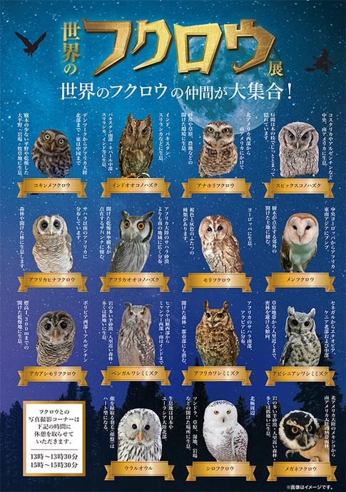 世界のフクロウ展【松坂屋静岡店 北館3階 特設会場】