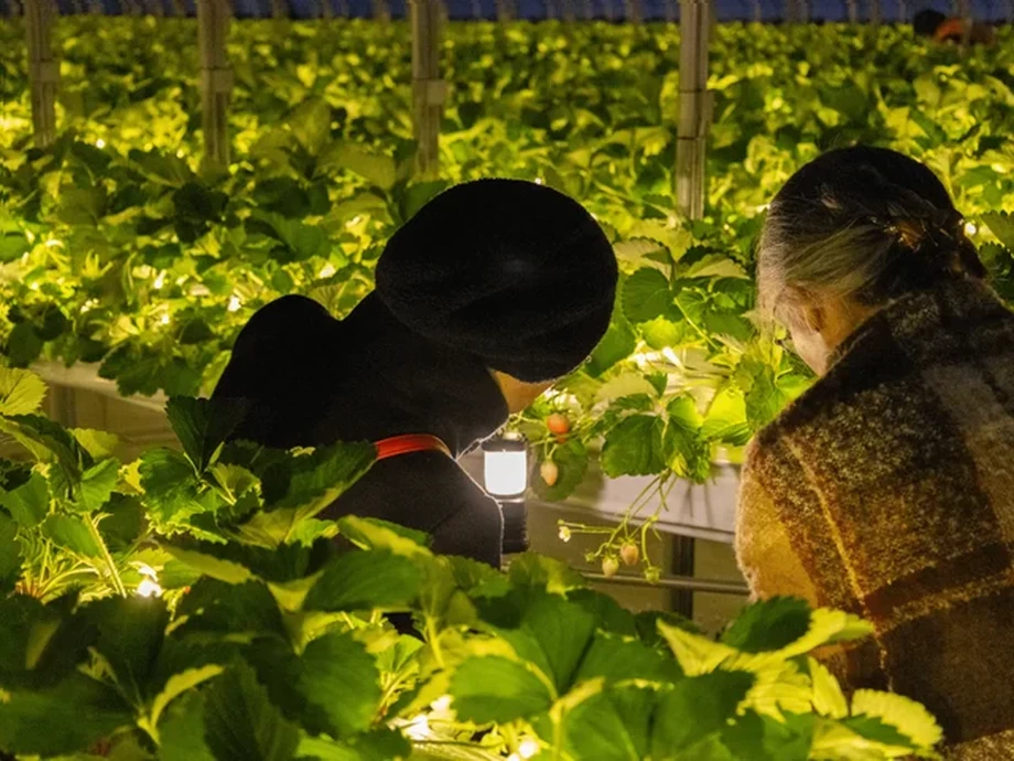 「THE FARM 星空いちご園」オープン