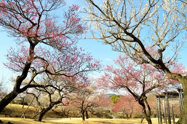 例年よりやや遅めの開花見込