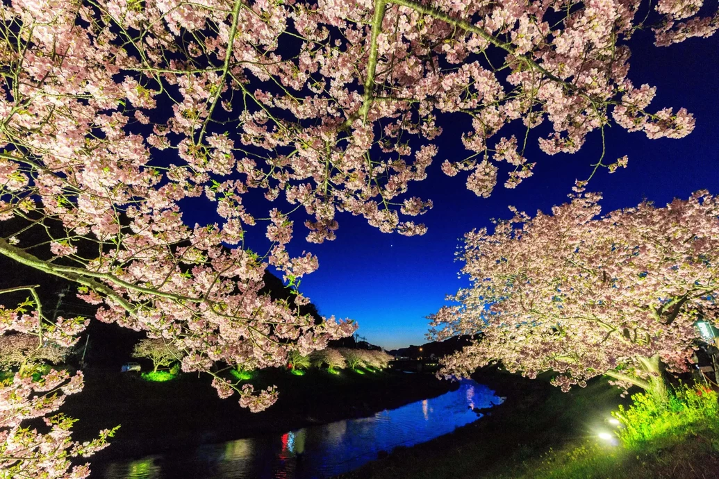 みなみの桜と菜の花まつり【道の駅「下賀茂温泉 湯の花」青野川沿い】