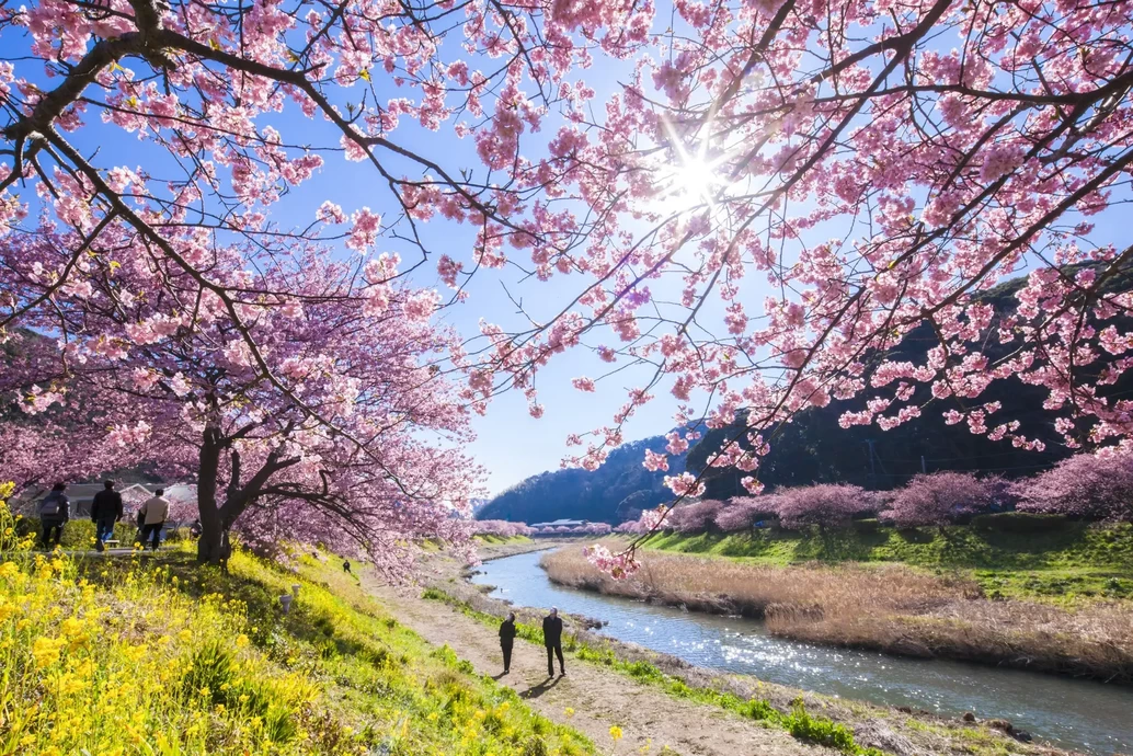 みなみの桜と菜の花まつり【道の駅「下賀茂温泉 湯の花」青野川沿い】