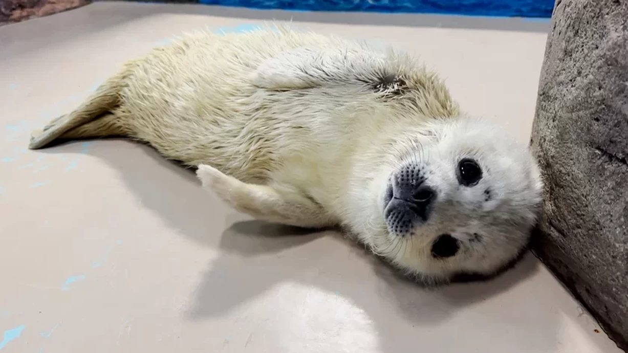 祝☆しぶき1歳誕生日【しながわ水族館】