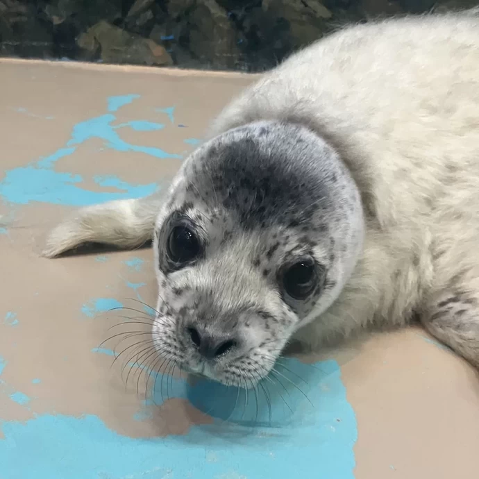 祝☆しぶき1歳誕生日【しながわ水族館】