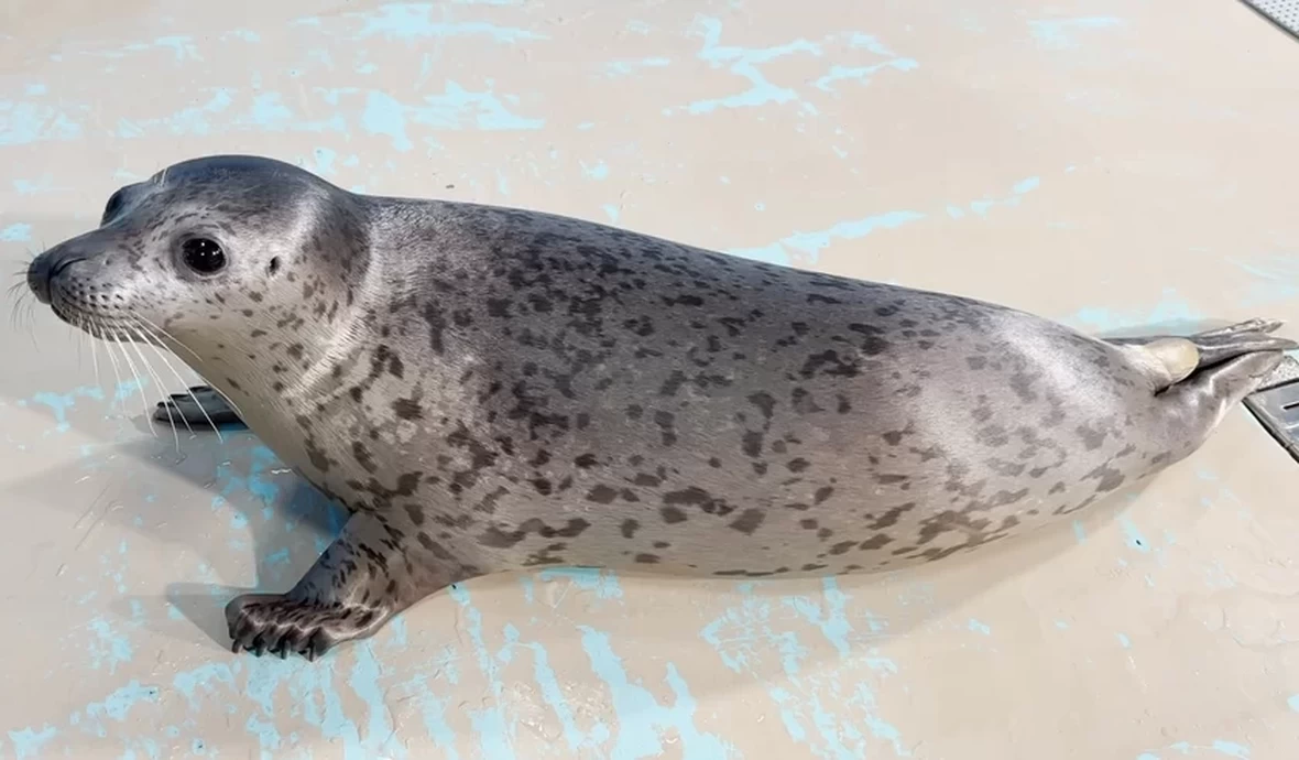 祝☆しぶき1歳誕生日【しながわ水族館】