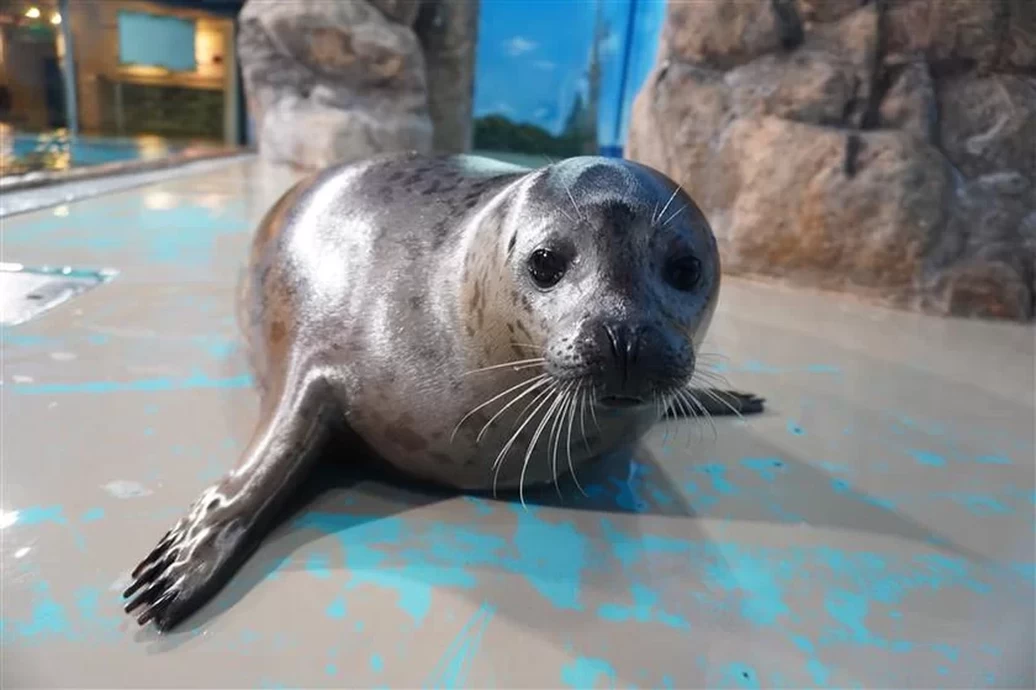 祝☆しぶき1歳誕生日【しながわ水族館】