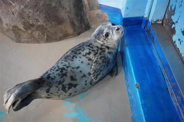 飼育員によるしぶきトークイベント