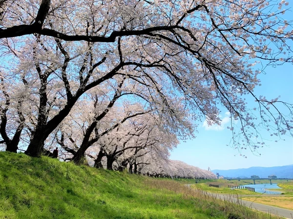 「春まつり」から「桜まつり」へ