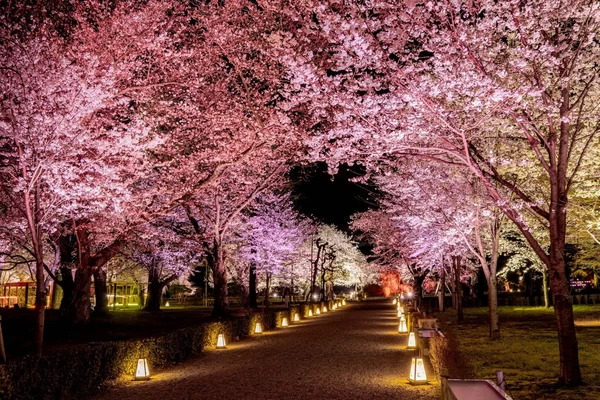 ［清流園］桜ライトアップ「桜颯（おうそう）」