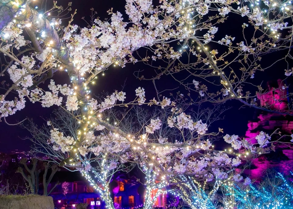 光の遊園地 ～Flowering Illumination・桜～【ひらかたパーク】