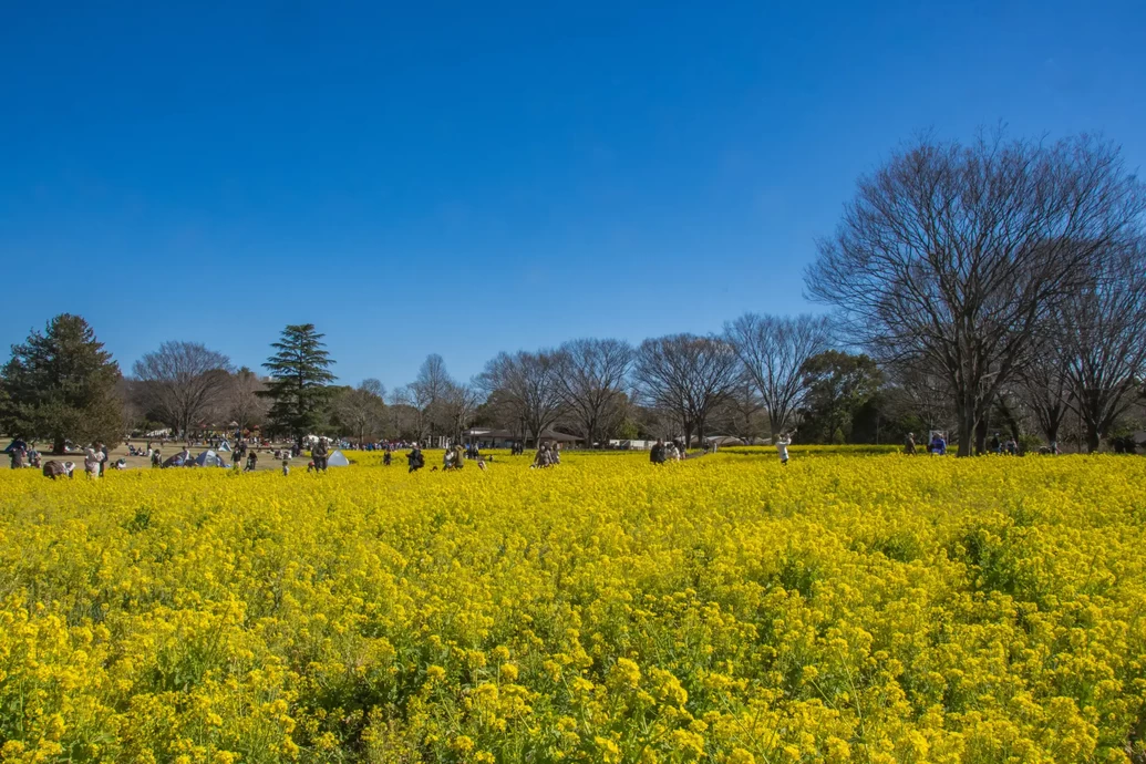 フラワーフェスティバル2025【国営昭和記念公園】