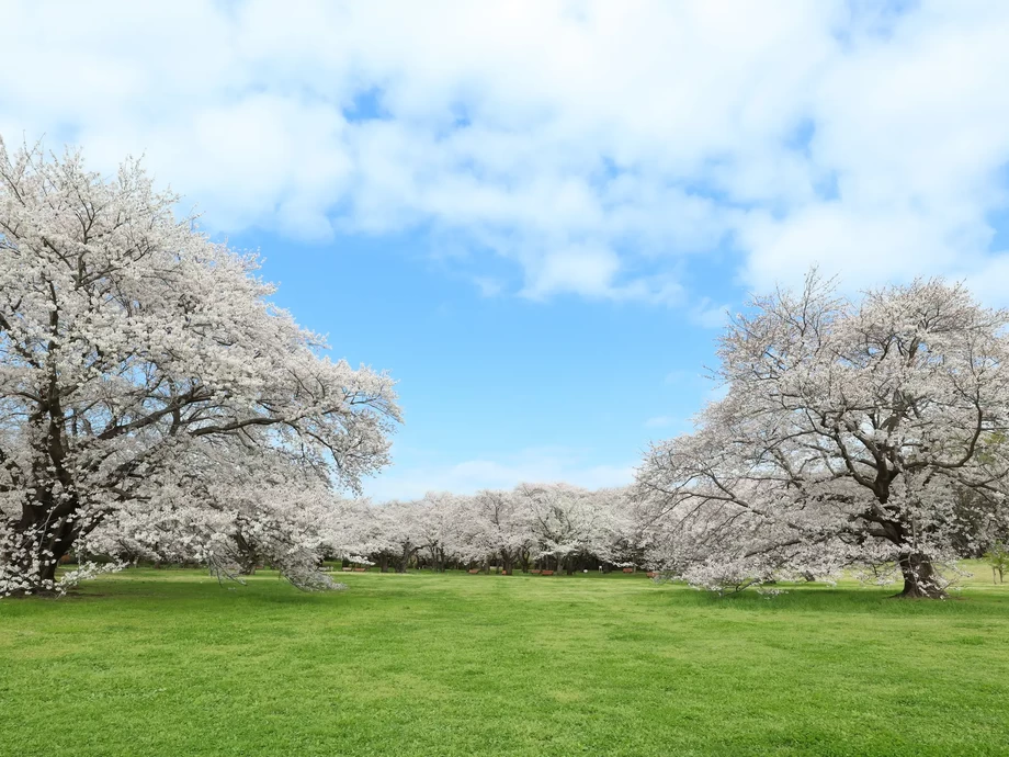 フラワーフェスティバル2025【国営昭和記念公園】