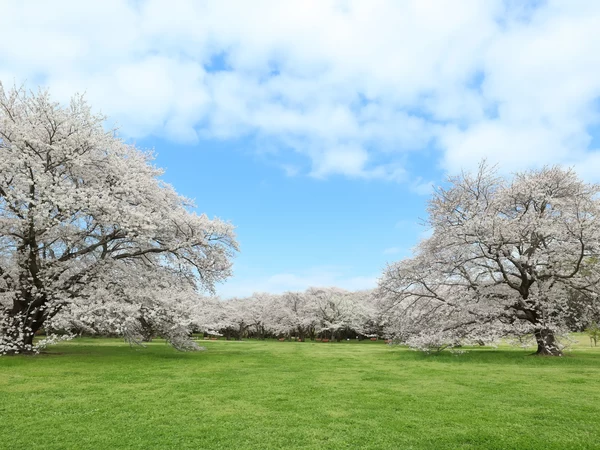 誰もが開花を待ち望むサクラ