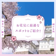 【神奈川観光】桜の名所20選 お花見に最適なスポットをご紹介！
