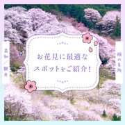 【高知観光】桜の名所11選 お花見に最適なスポットをご紹介！