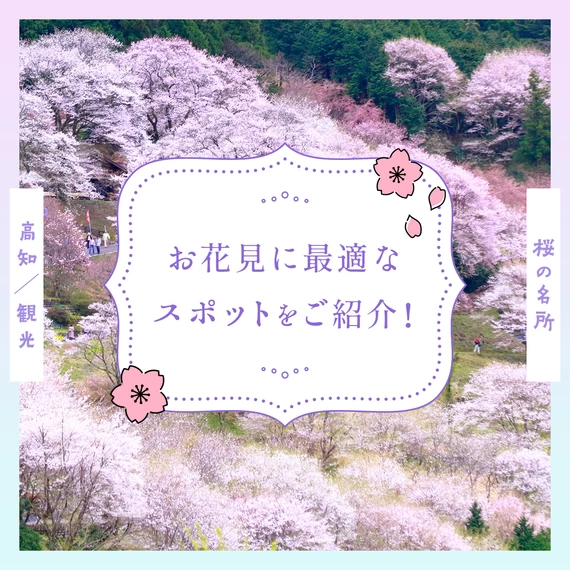【高知観光】桜の名所11選 お花見に最適なスポットをご紹介！