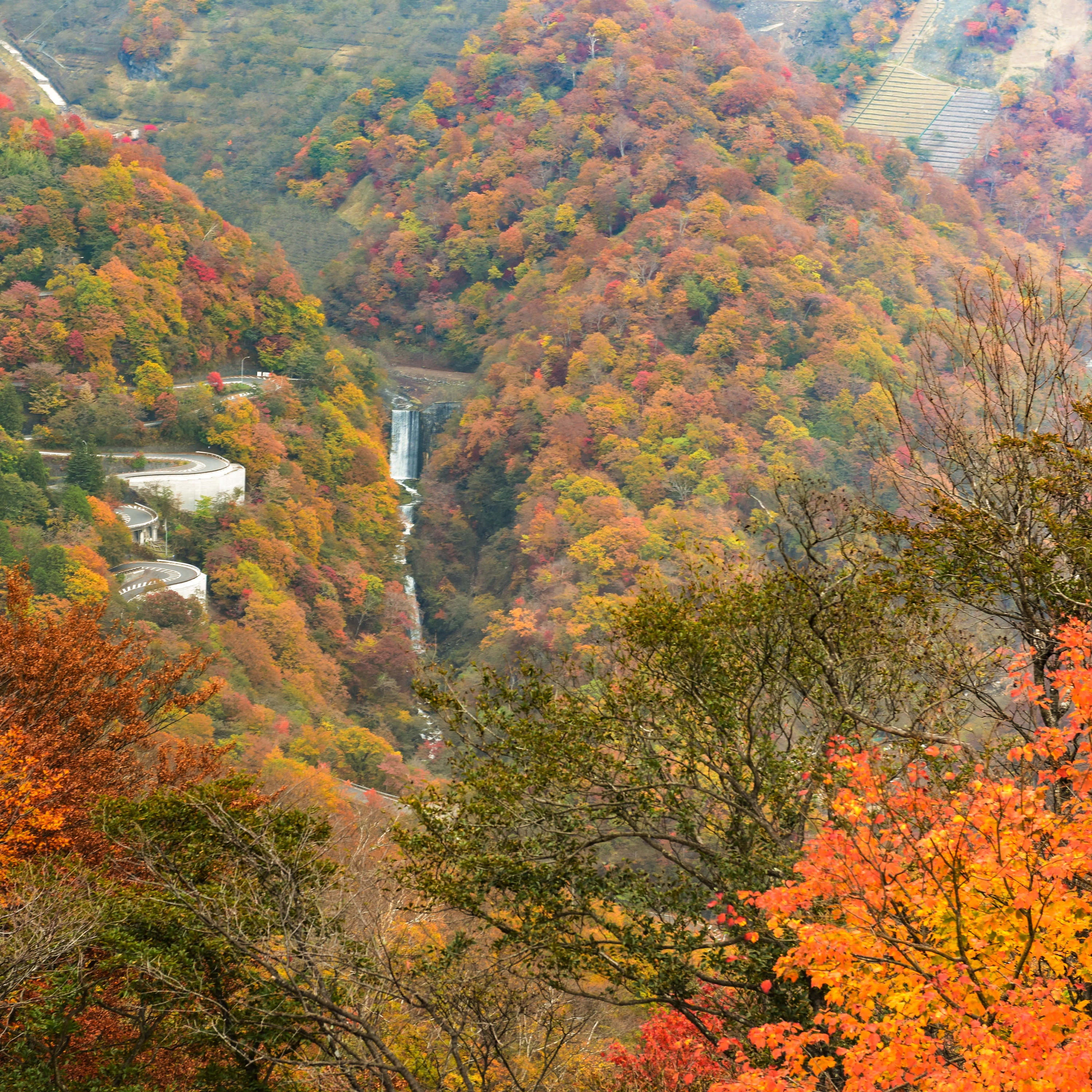 【日光・鬼怒川・会津】2025年紅葉見頃速報！渋滞を避ける「夜行列車」と絶景「SL大樹」旅