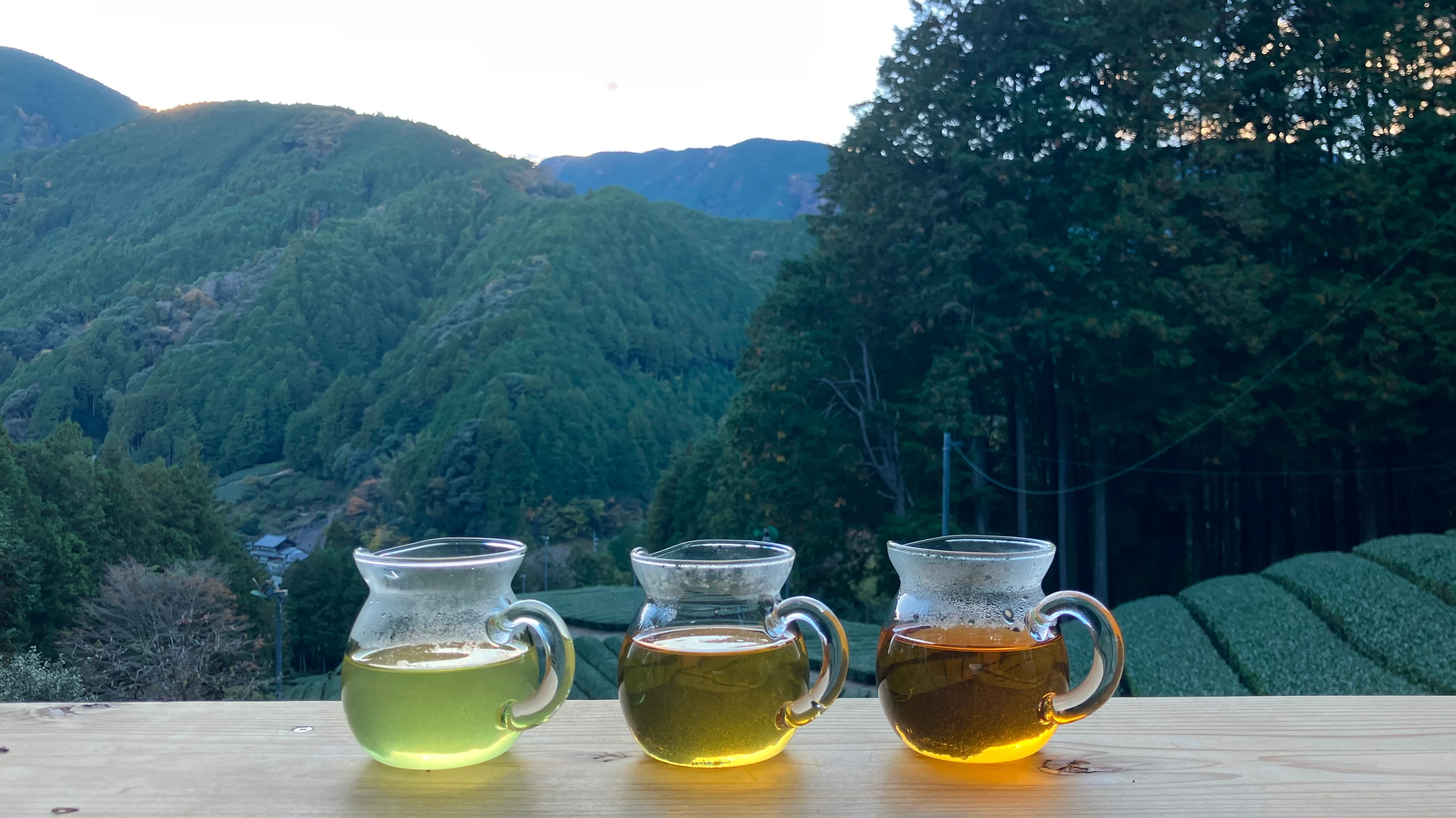 静岡観光は今が穴場？絶品グルメとお茶づくしの癒やされ旅