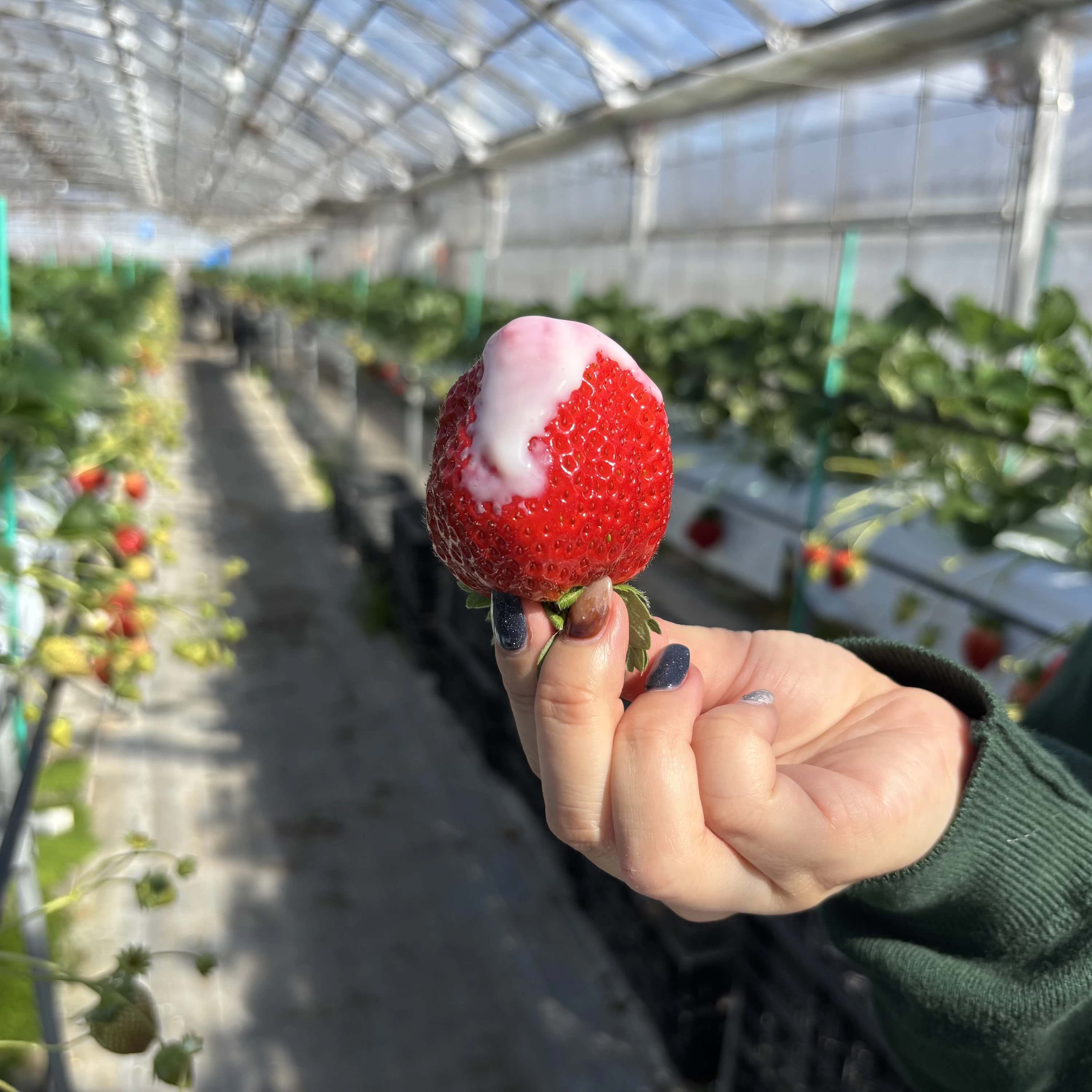 【高知】「西島園芸団地」でイチゴ狩り＆映えスイーツを満喫する女子旅レポ！ブーゲンビリア咲く南国パラダイス