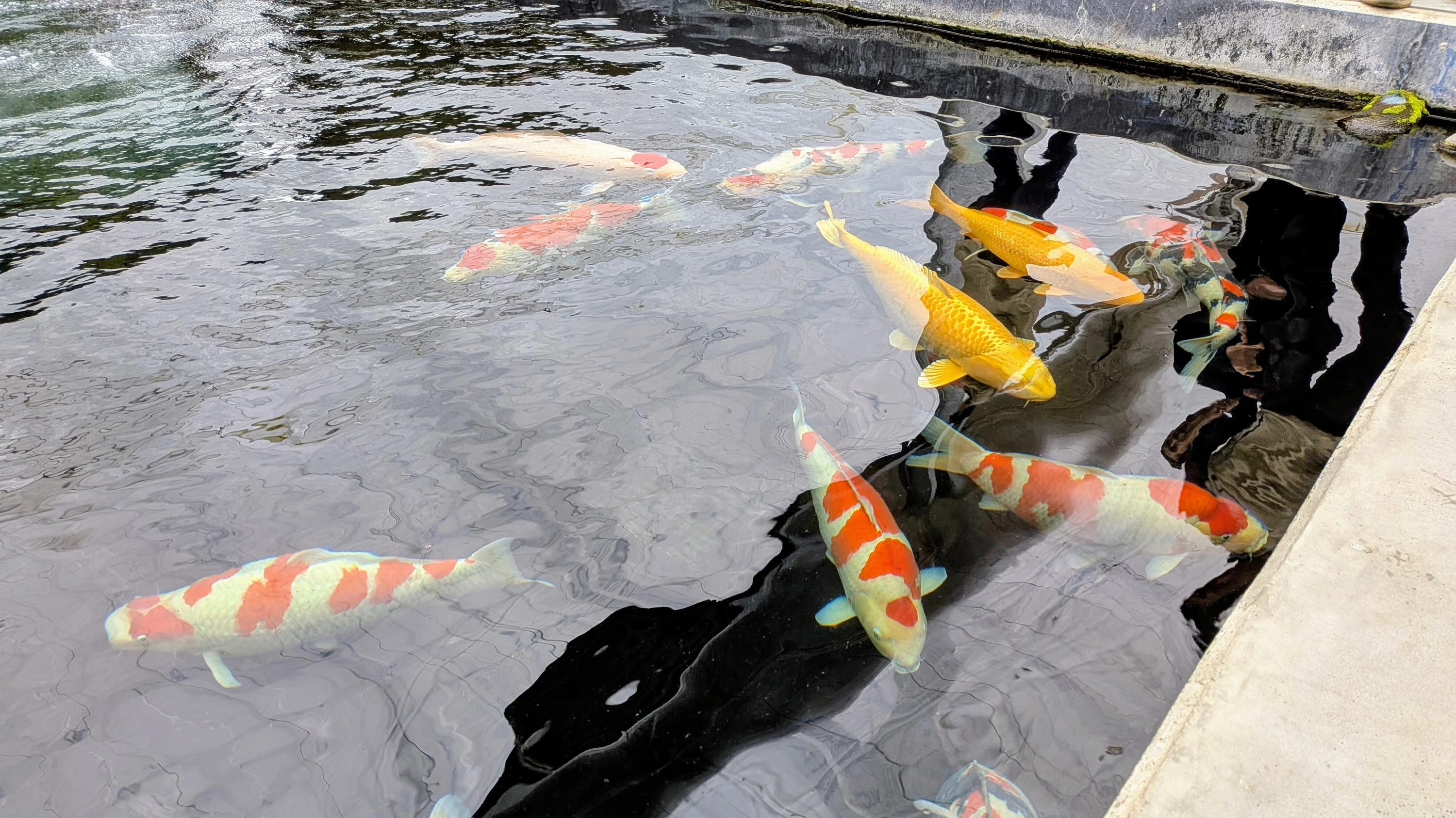 聖地・新潟小千谷で育まれる「泳ぐ宝石」。大日養鯉場の伝統と錦鯉が辿る四季の物語