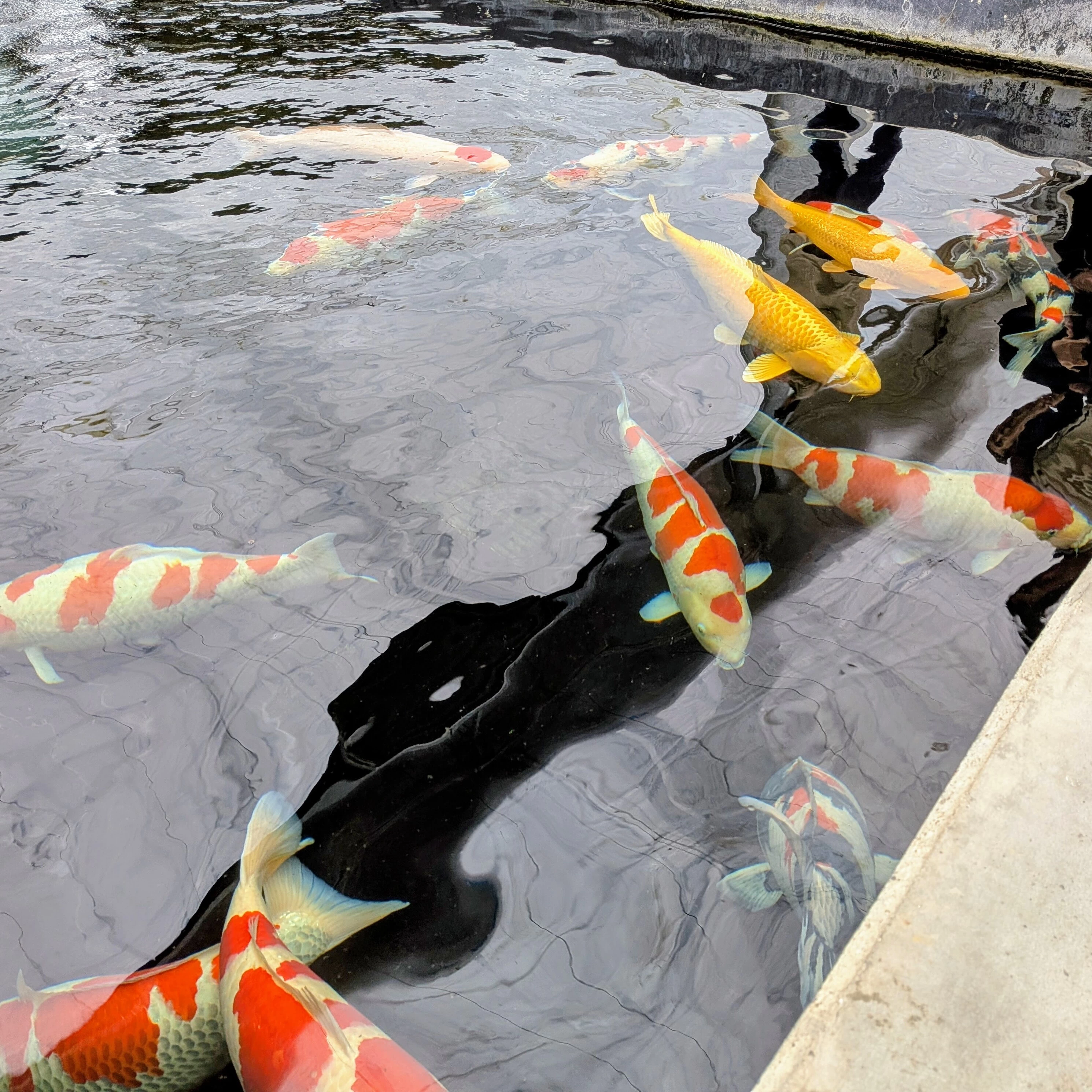 聖地・新潟小千谷で育まれる「泳ぐ宝石」。大日養鯉場の伝統と錦鯉が辿る四季の物語