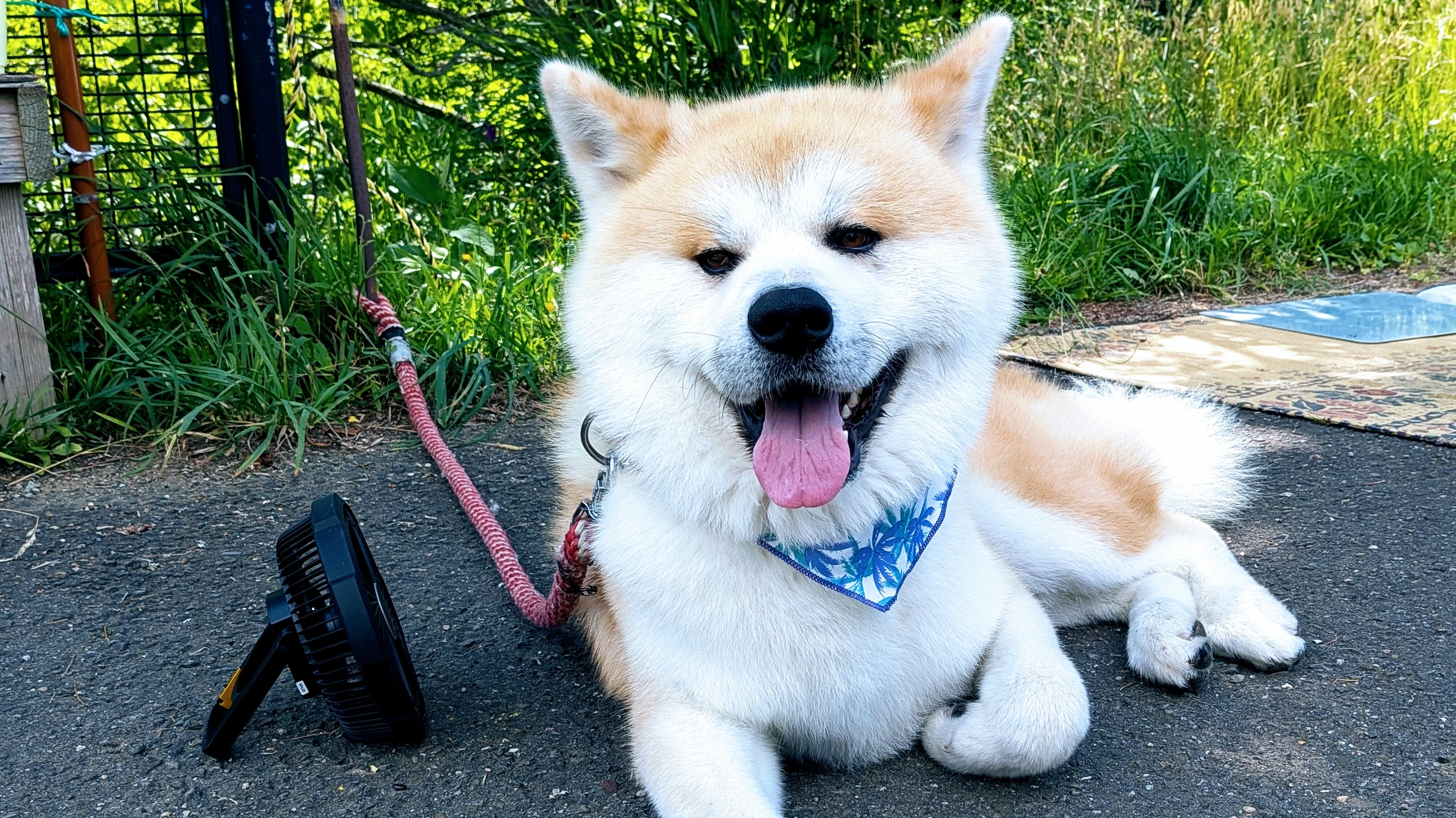なまはげ太鼓・田沢湖SUP・秋田犬散歩！秋田アクティビティ・文化体験レポート