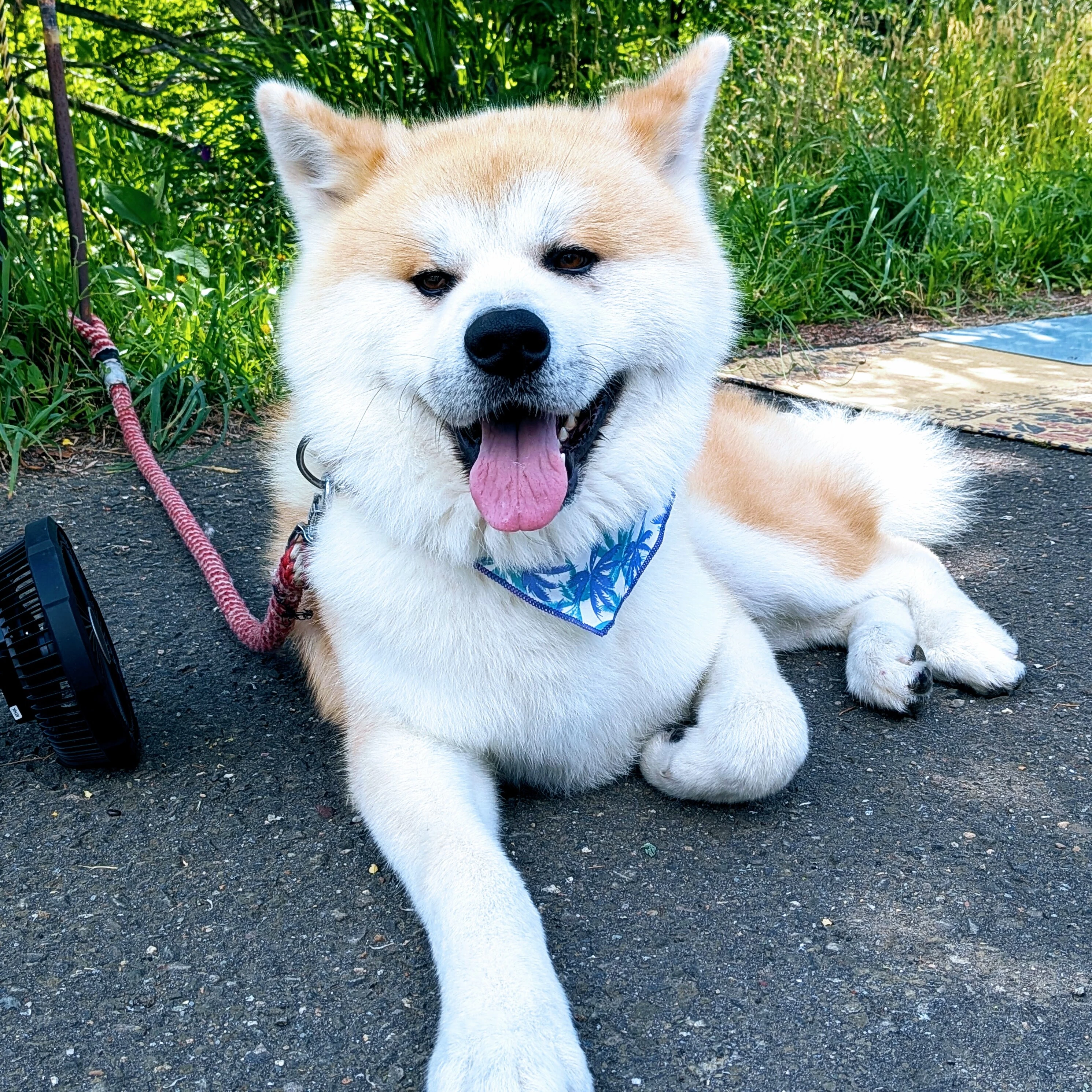なまはげ太鼓・田沢湖SUP・秋田犬散歩！秋田アクティビティ・文化体験レポート