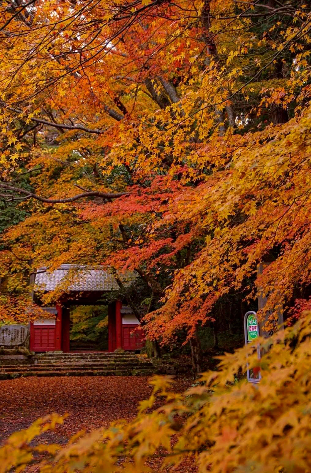 2023年：滋賀観光で紅葉を満喫】紅葉がキレイなおすすめのスポット18選