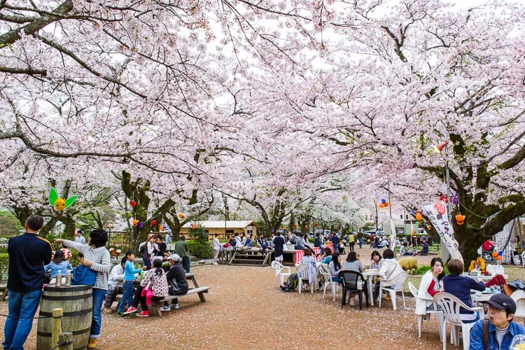 静岡観光】桜の名所20選 お花見に最適なスポットをご紹介！