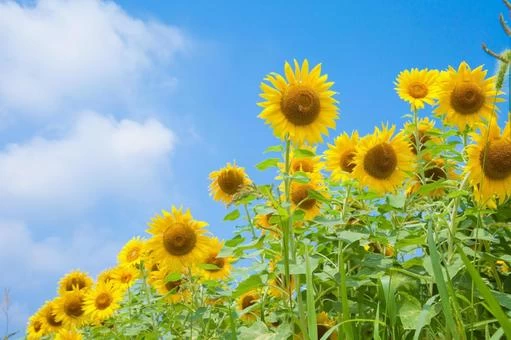 関東】最大級の名所から穴場まで観光で訪れたいひまわり畑16選 見頃も