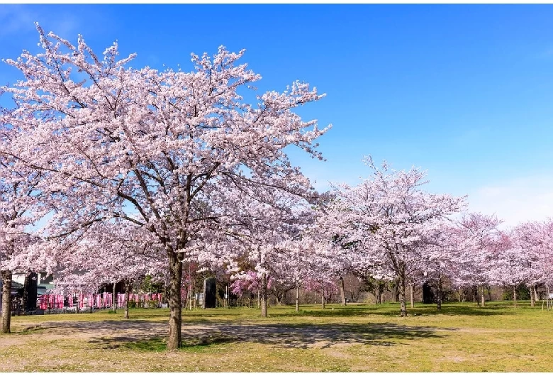 【宮城観光】仙台のお花見・桜スポット11選！名所から穴場まで幅広く紹介