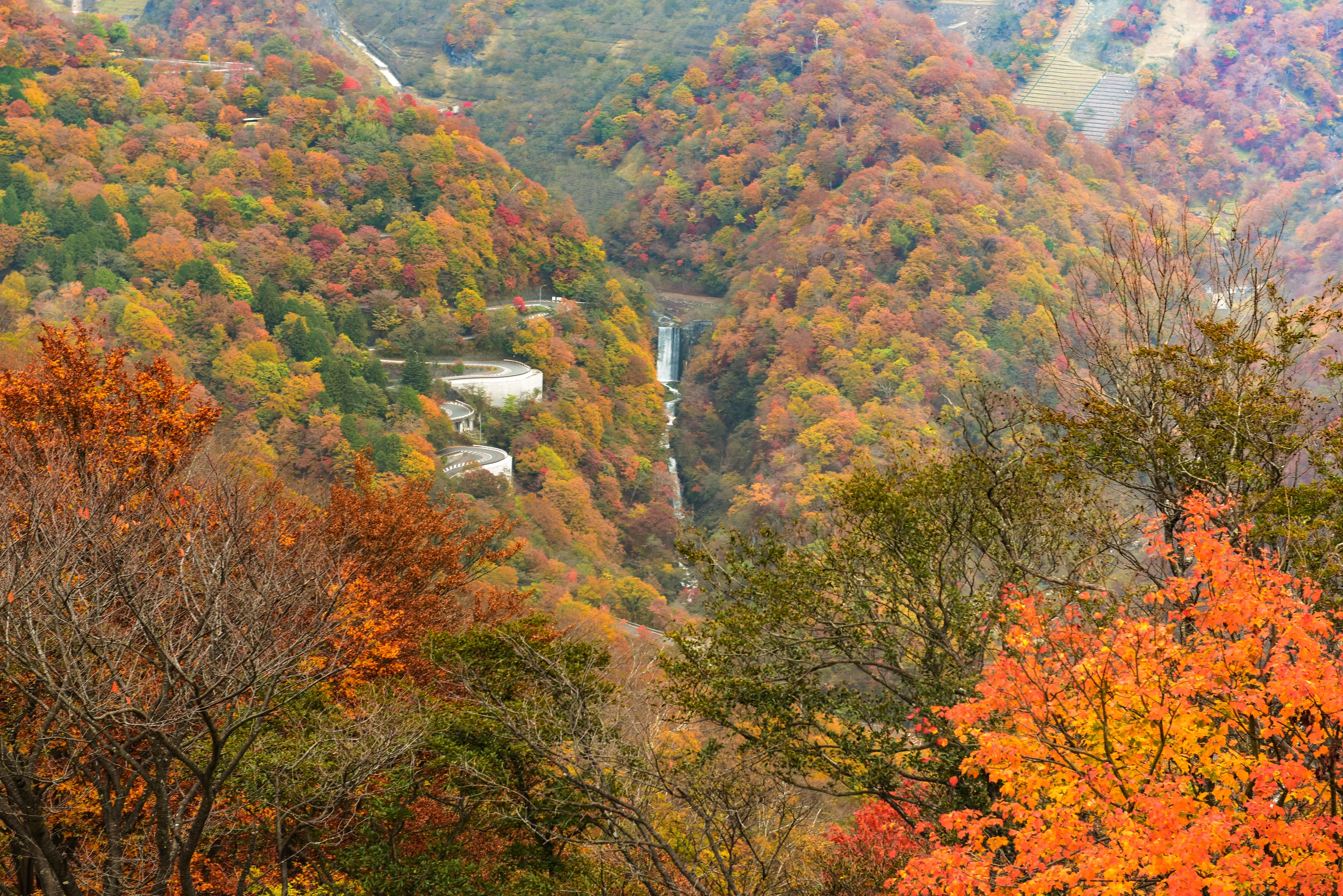 日光・鬼怒川・会津】2025年紅葉見頃速報！渋滞を避ける「夜行列車」と