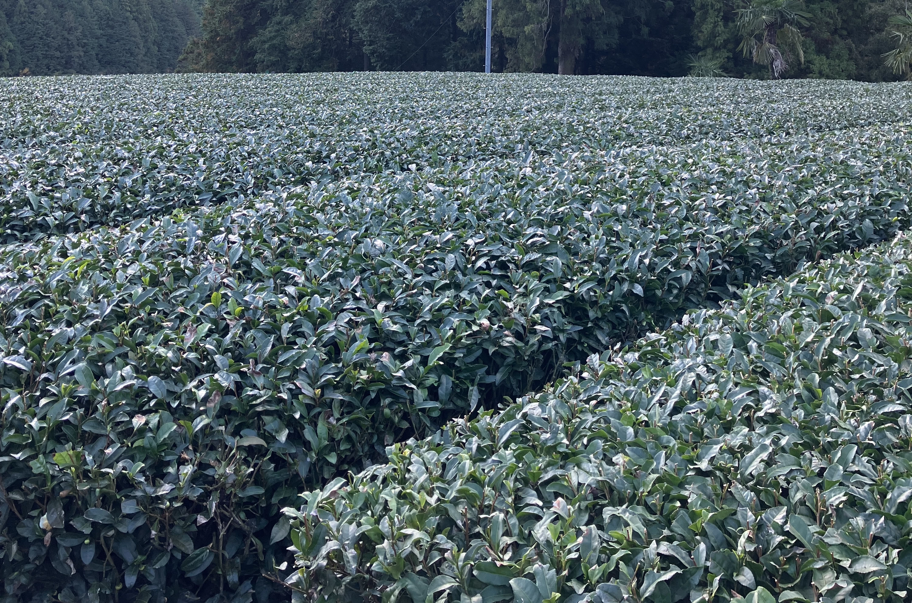 茶畑