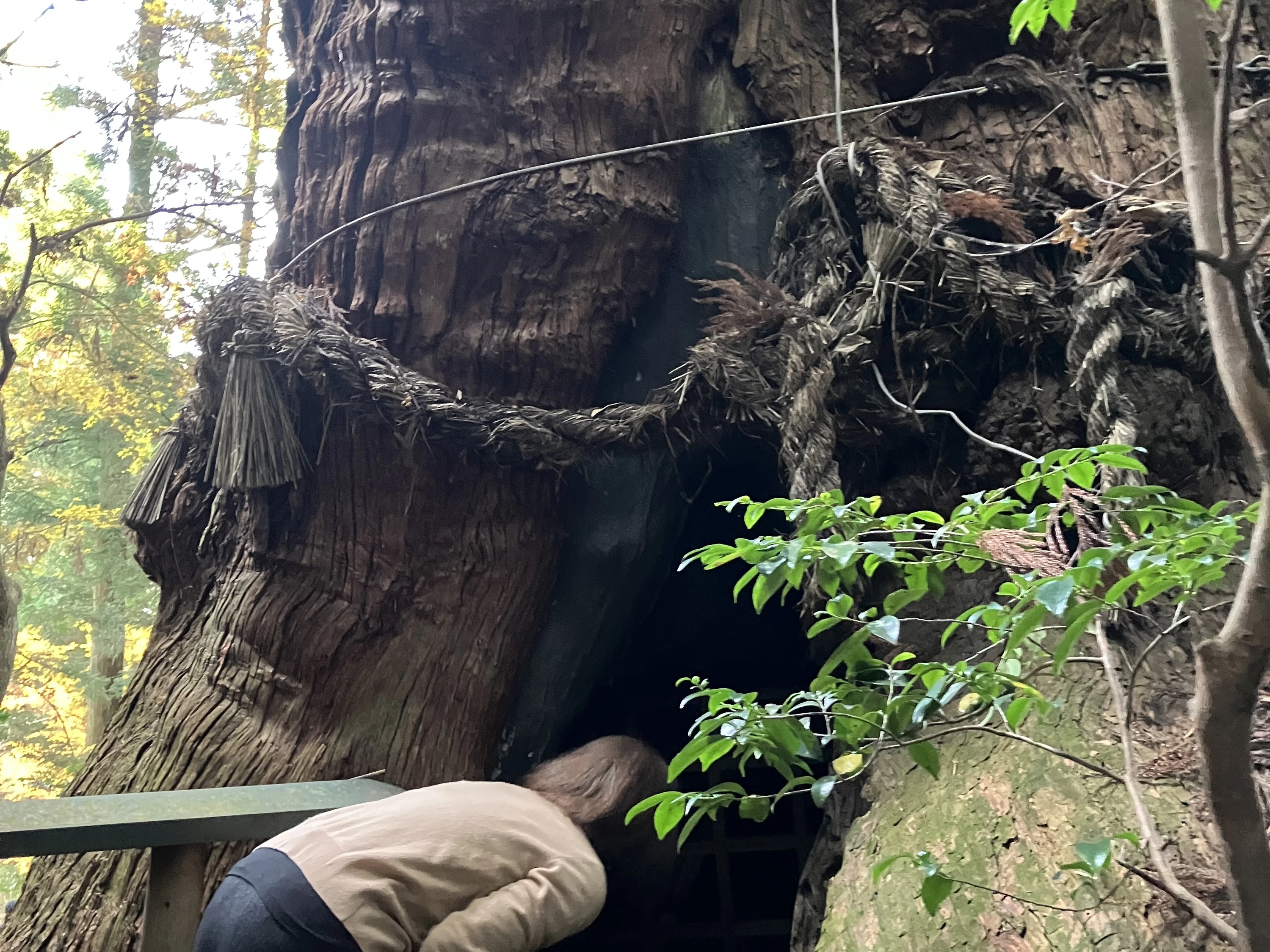 大杵社の大スギの裏側