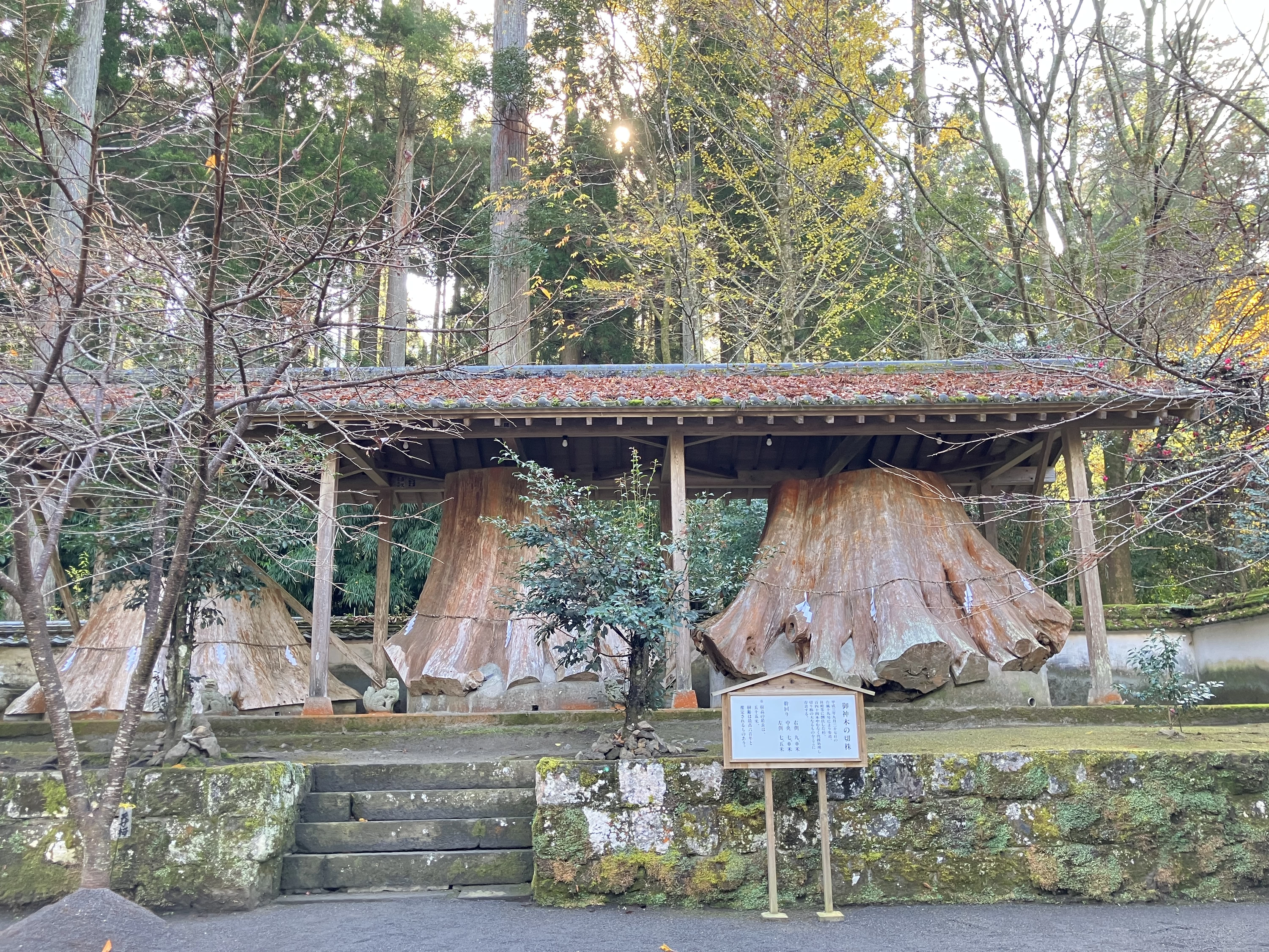 宇奈岐日女神社　巨大な切り株