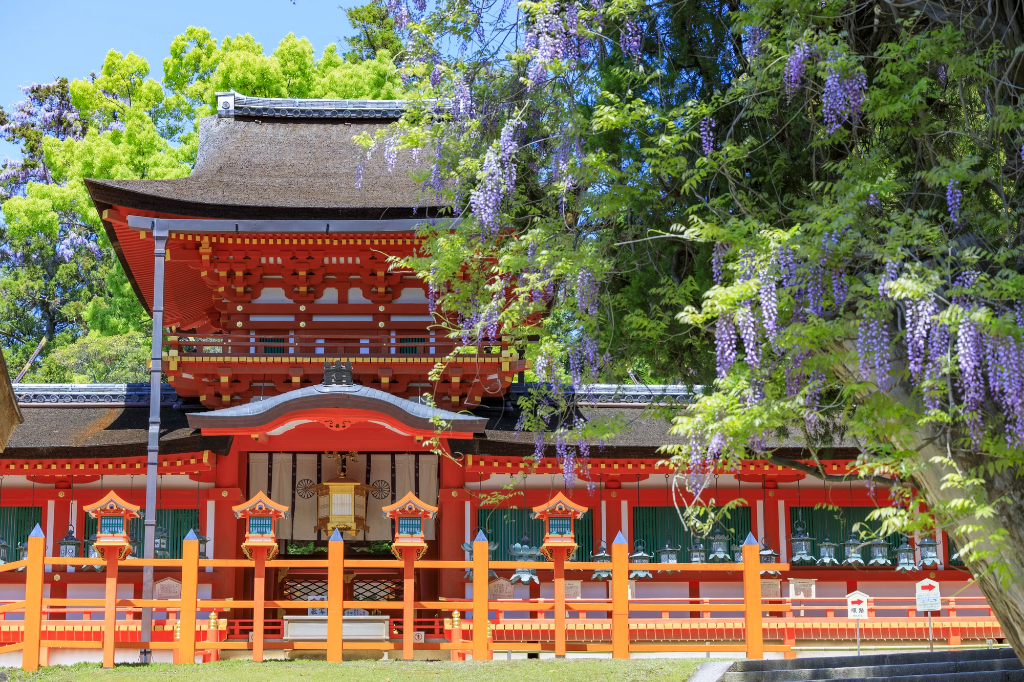 満開の藤咲く世界遺産春日大社