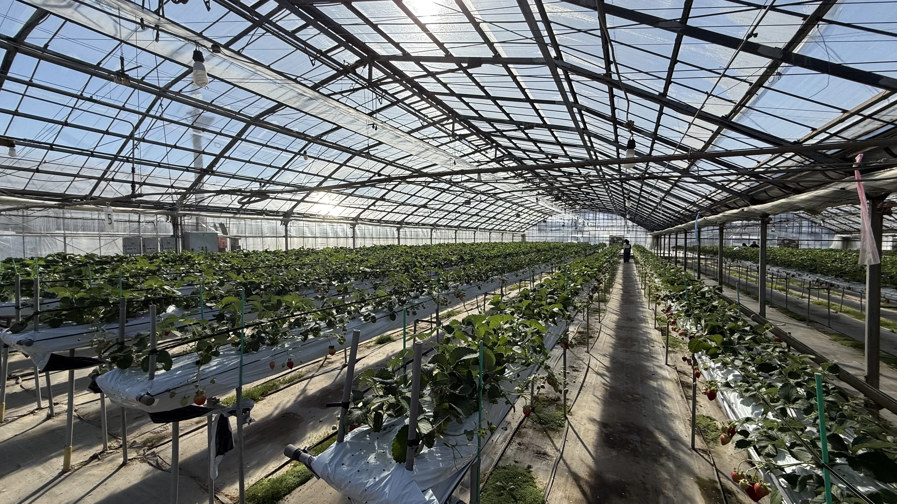 外は寒くてもハウス内は温かい