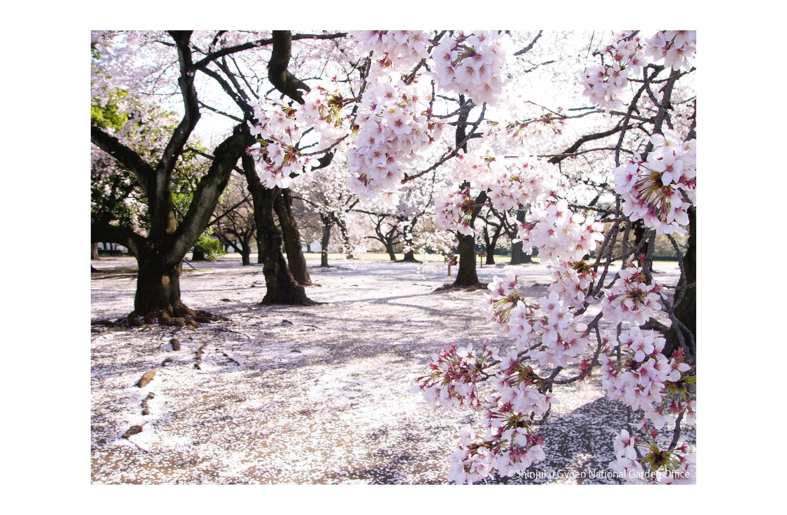 新宿御苑の桜（春）