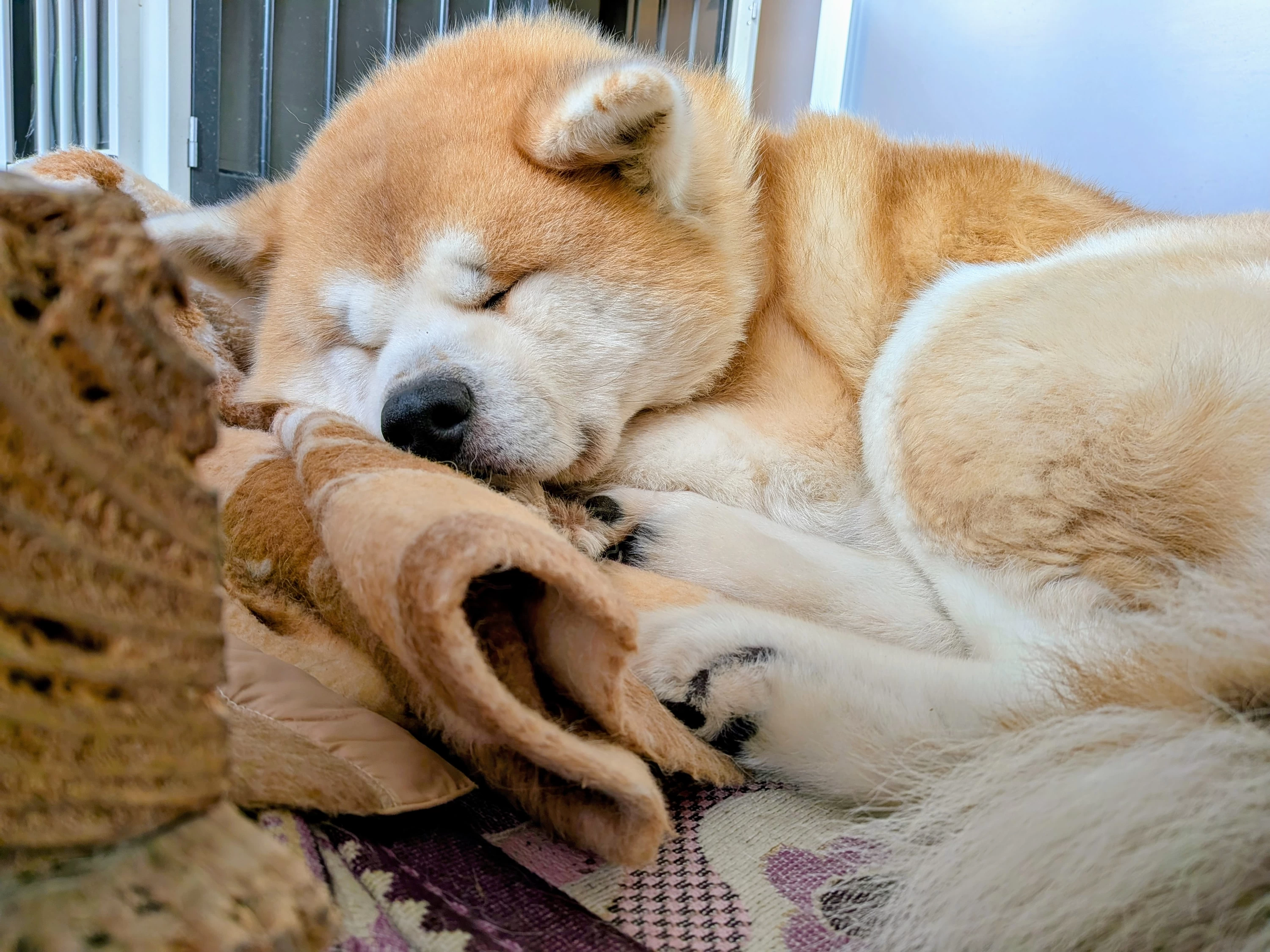 秋田犬「北斗」くん