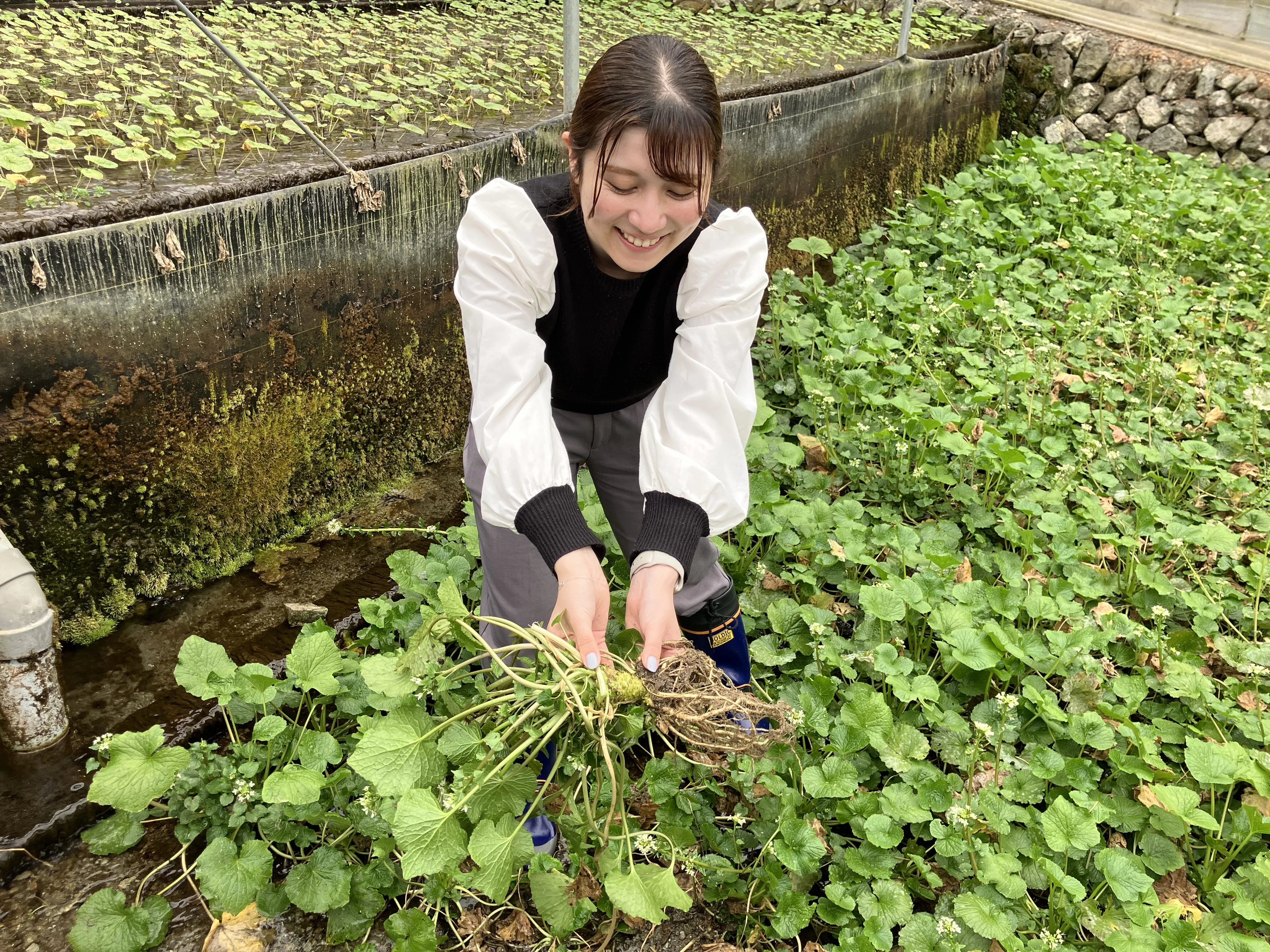 採れたてのわさび