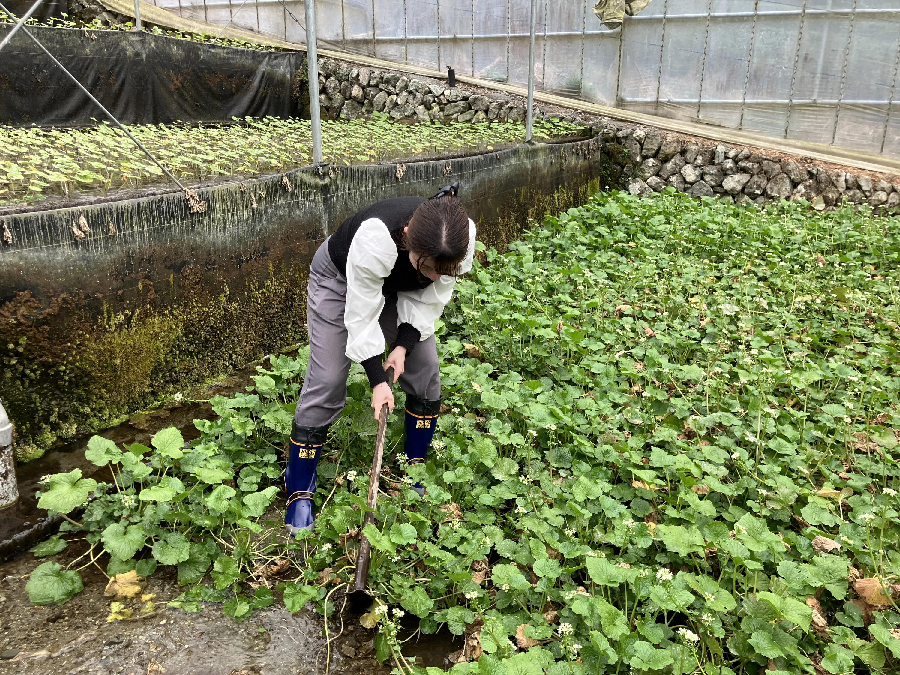 わさび採り体験