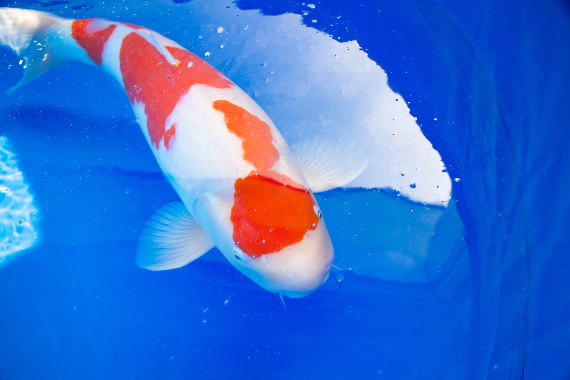 鯉 紅白（こうはく）