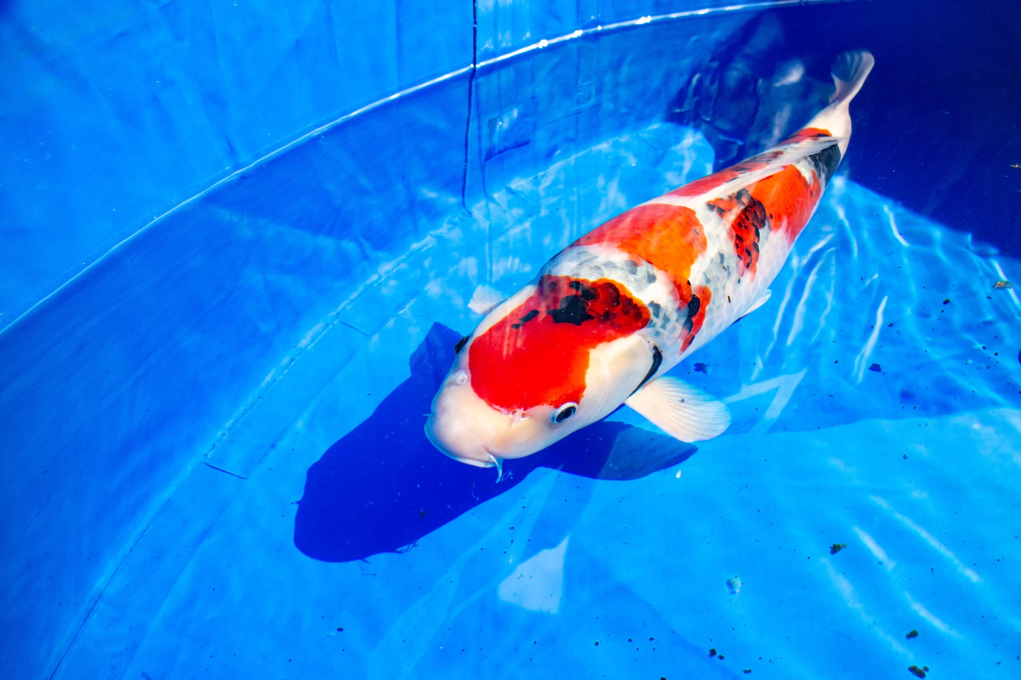 鯉 大正三色（たいしょうさんしょく）