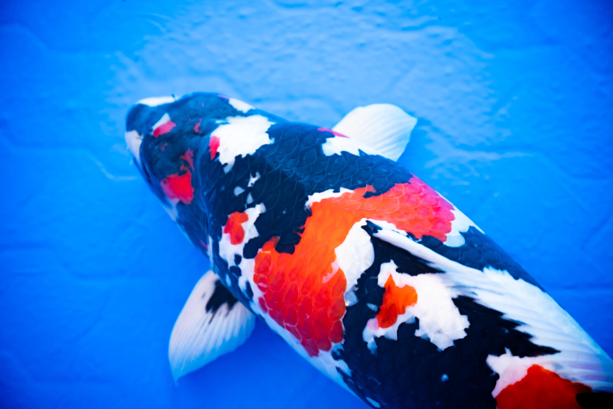 鯉 昭和三色（しょうわさんしょく）