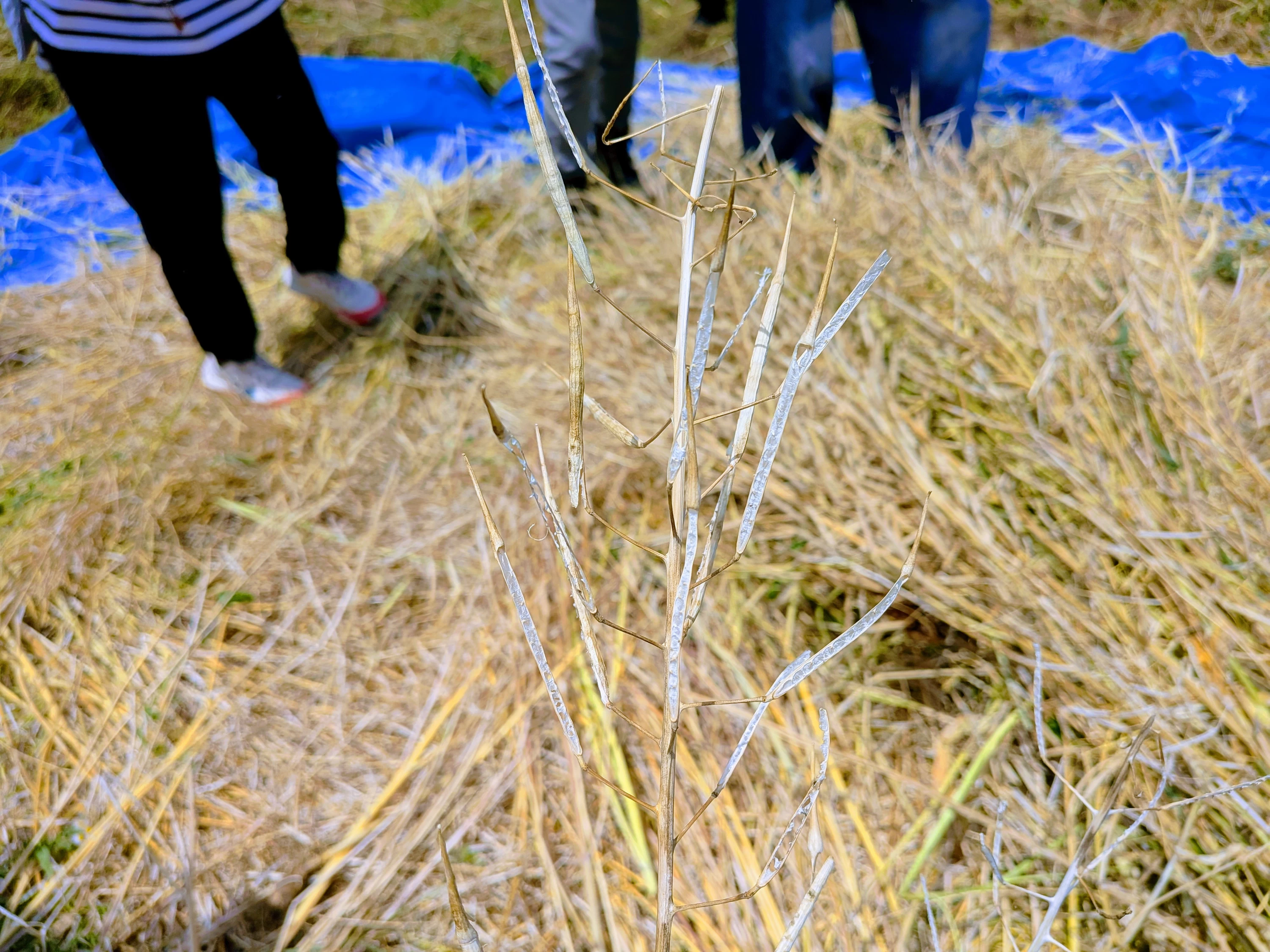 こんな感じで鞘が