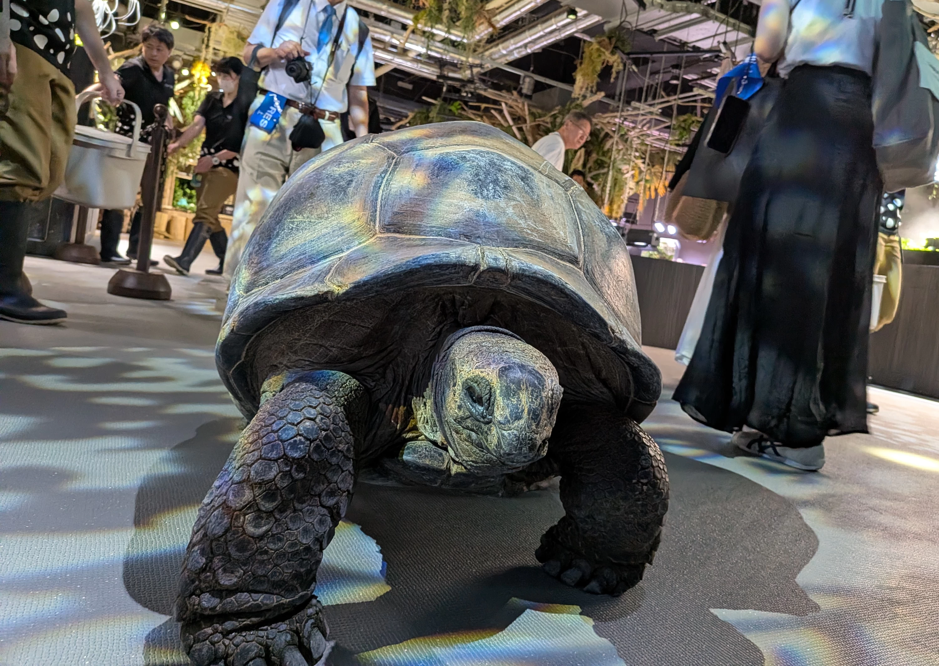 ゾウガメがのっそのっそと館内を歩く姿がかわいい