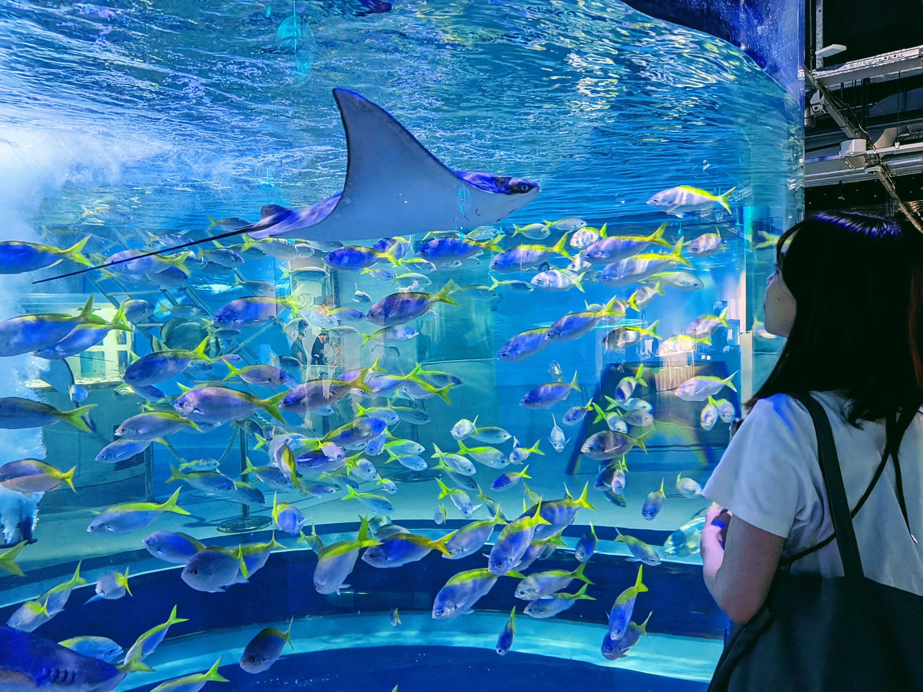 国内最大を誇る球体水槽（水槽名：AQUA TERRA）