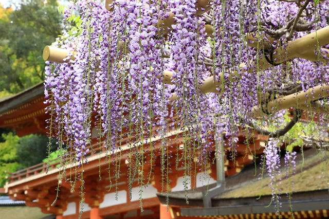 春日大社の砂ずりの藤
